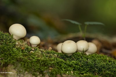 Peervormige stuifzwam - Lycoperdon pyriforme.JPG