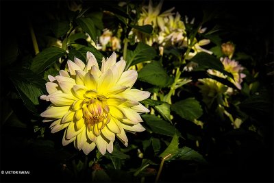 Dahlia-Valeriaan.JPG