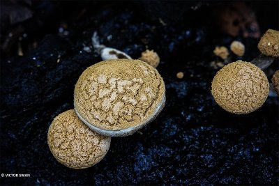 Poederzwamgast - Asterophora lycoperdoides .JPG