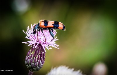 Bijenkever - Trichodes apiarius.JPG