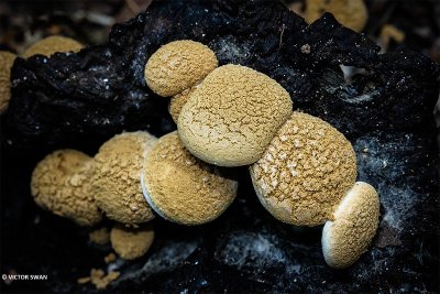 Poederzwamgast - Asterophora lycoperdoides.JPG