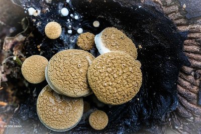 Poederzwamgast - Asterophora lycoperdoides.JPG