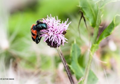 Bijenkever - Trichodes apiarius.JPG