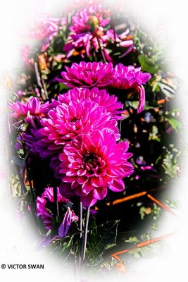 Dahlia-Melody Fanfare.JPG