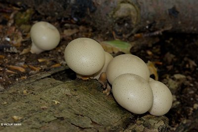 Peervormige stuifzwam - Lycoperdon pyriforme.JPG