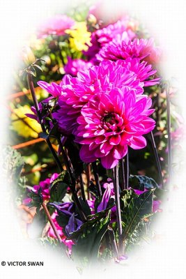 Dahlia-Melody Fanfare.JPG