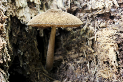 Pronkhertenzwam - Pluteus  umbrosus.jpg