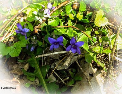 Maarts viooltje - Viola odorata.JPG