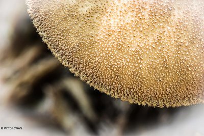 Pronkhertenzwam - Pluteus umbrosus.JPG