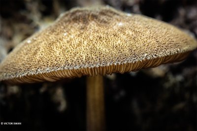 Pronkhertenzwam - Pluteus  umbrosus.JPG