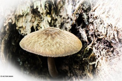 Pronkhertenzwam - Pluteus umbrosus.JPG