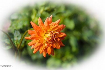 Dahlia-Andries Orange.JPG