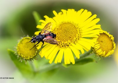 Eriothrix rufomaculata.JPG