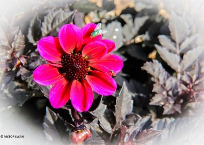 Dahlia-Dark angel Dracula.JPG