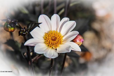 Dahlia-Happy single Princess.JPG