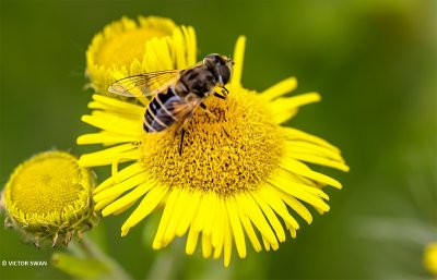 Kleine bijvlieg - Eristalis arbustorum.JPG