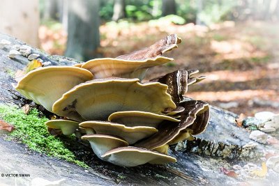 Reuzenzwam - Meripilus giganteus.JPG