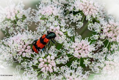 Bijenkever - Trichodes apiarius.JPG
