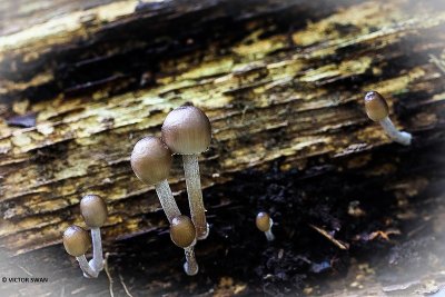 Fraaisteelmycena - Mycena inclinata.JPG