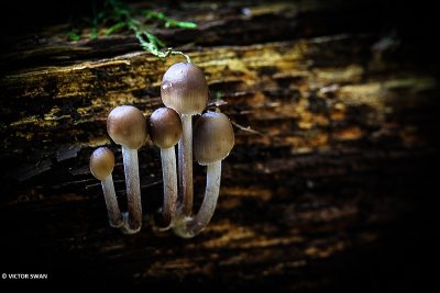 Fraaisteelmycena - Mycena inclinata.JPG