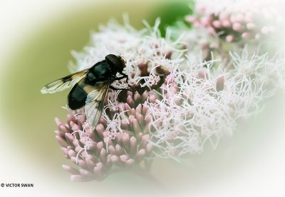 Witte reus - Volucella pellucens.JPG