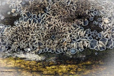 Gedrongen mollisia Mollisia cinerea.JPG