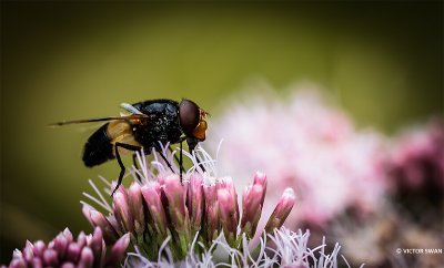 Witte reus - Volucella pellucens .JPG