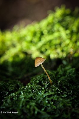 Groot mosklokje - Galerina clavata.JPG