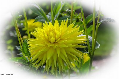 Dahlia-Bonne Esperance.JPG