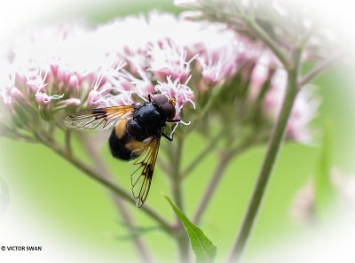 Witte reus - Volucella pellucens.JPG