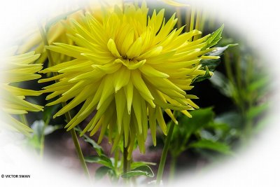 Dahlia-Bonne Esperance.JPG