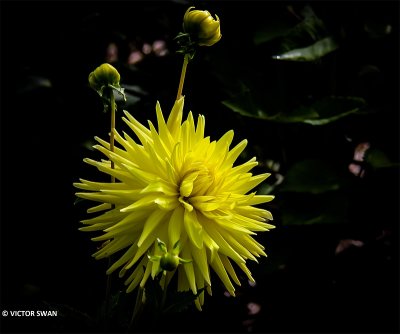Dahlia-Bonne Esperance.JPG