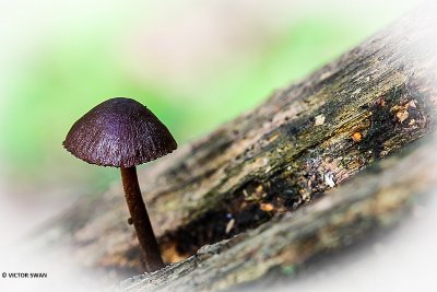 Grote bloedsteelmycena - Mycena haematopus.JPG