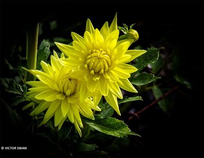Dahlia-Bonne Esperance.JPG