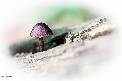 Grote bloedsteelmycena - Mycena haematopus.JPG