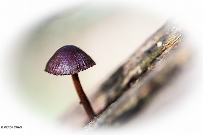 Grote bloedsteelmycena - Mycena haematopus.JPG