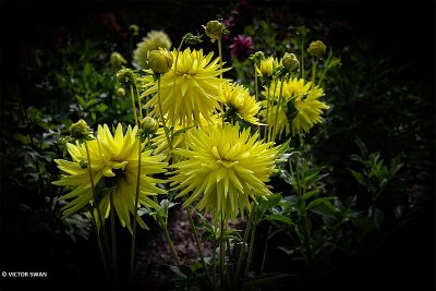 Dahlia-Bonne Esperance.JPG