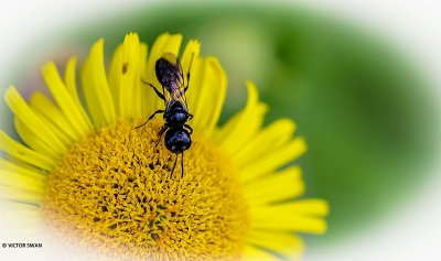 Graafwesp onbekend (Crabronidae) - Crabronidae indet.JPG