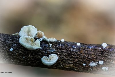 Klein oorzwammetje - Crepidotus epibryus.JPG