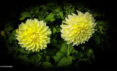 Dahlia-Kelvin Floodlight.JPG