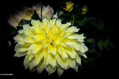 Dahlia-Kelvin Floodlight.JPG