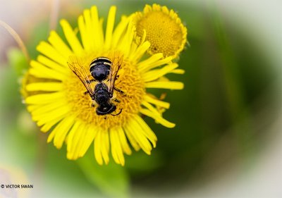 Grasbij - Andrena flavipes.JPG