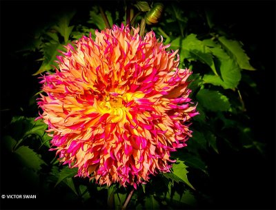 Dahlia-Myrtle's Folly.JPG