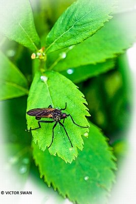 Grote dansvlieg - Empis tessellata .JPG