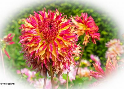 Dahlia-Myrtle's Folly.JPG