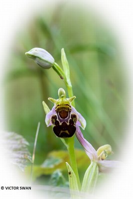 Bijenorchis - Ophrys apifera.JPG