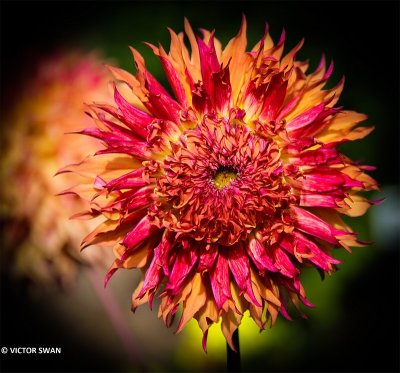 Dahlia-Myrtle's Folly.JPG