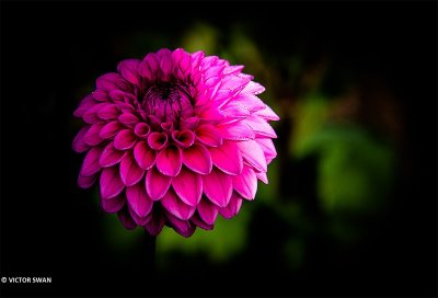 Dahlia-Sandra.JPG