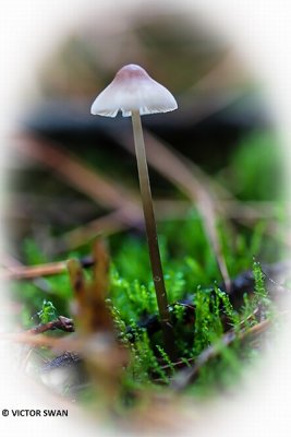 Melksteelmycena - Mycena galopus.JPG