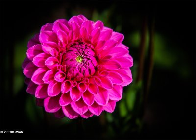 Dahlia-Sandra.JPG